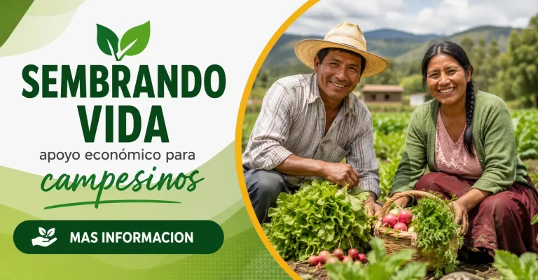 Lee más sobre el artículo Sembrando Vida apoyo económico para campesinos